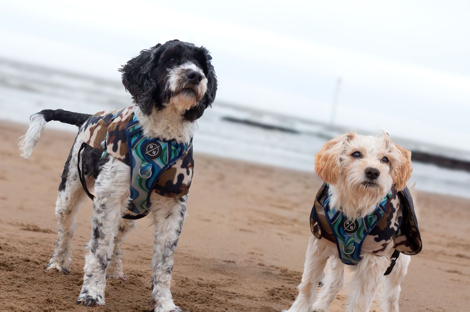 Group of small dogs playing and running together on a sandy beach.