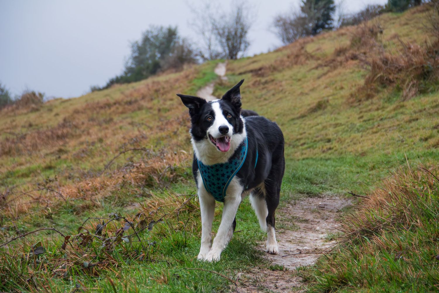 Border collie explores scenic hiking trail along green hillside with distant trees.