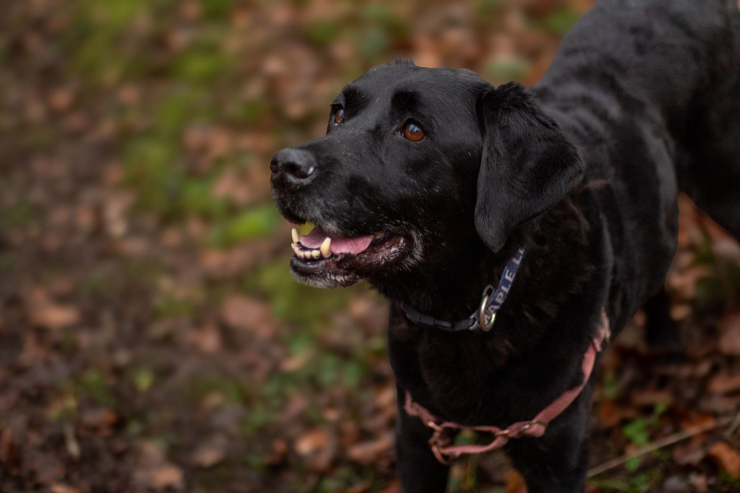 Black dog with white markings showing happy expression in autumn leaves.