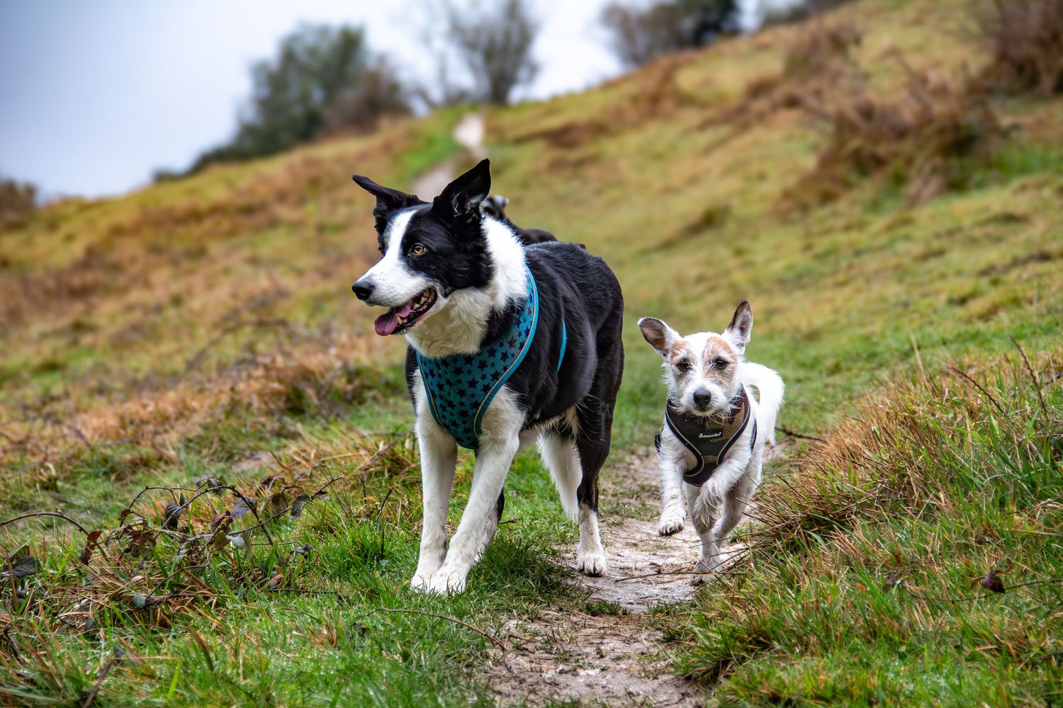 Multiple dogs walking together on a grassy hillside trail including black and white breeds.