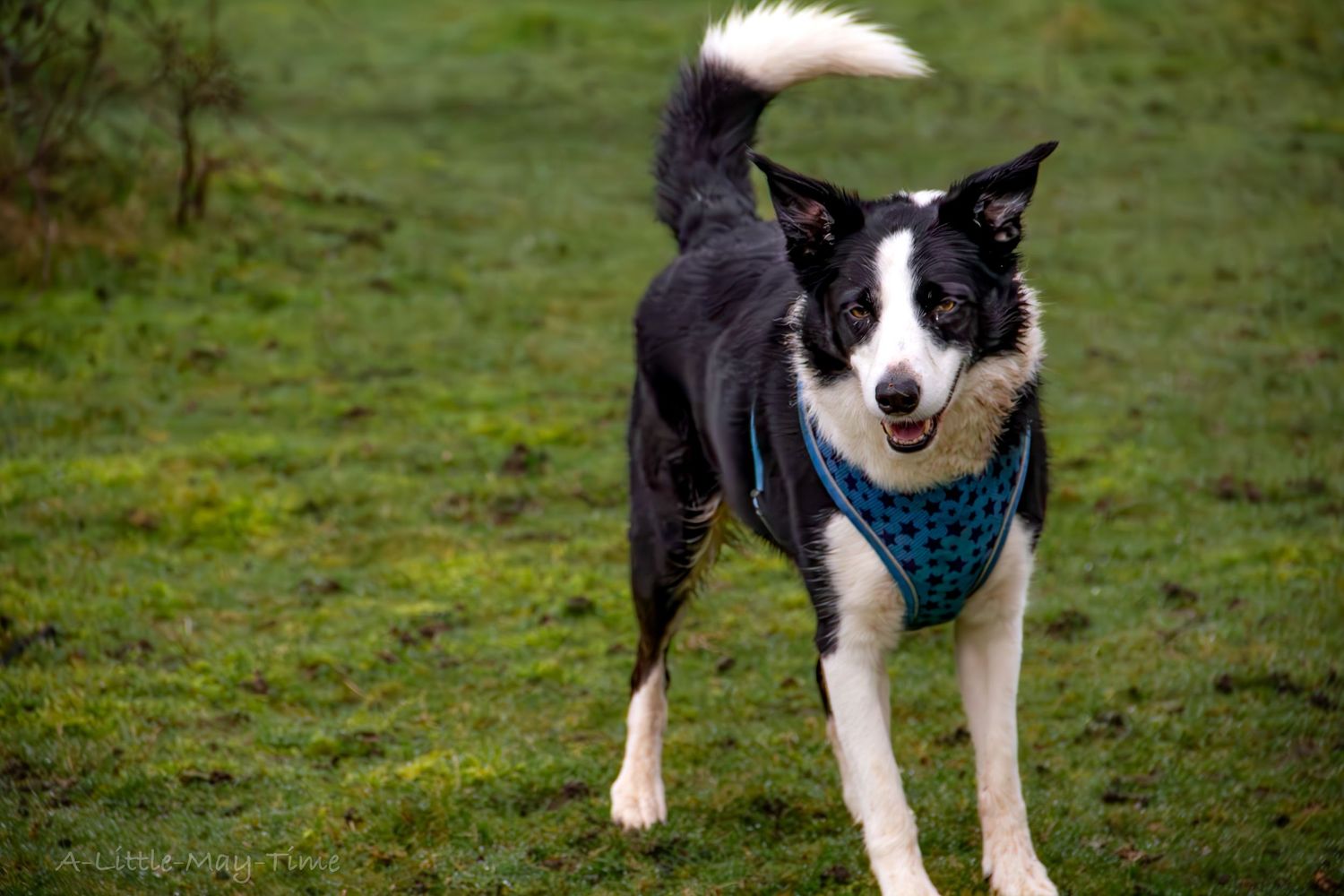 A black and white Border Collie wearing a teal harness stands alert on green grass with tail raised.