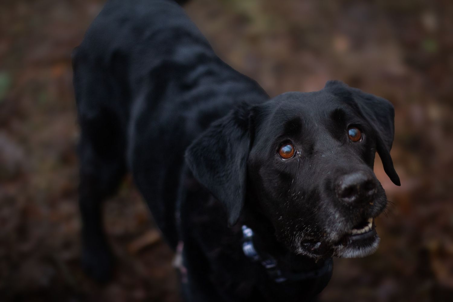 Close up of black dog's face showing expressive eyes and nose.