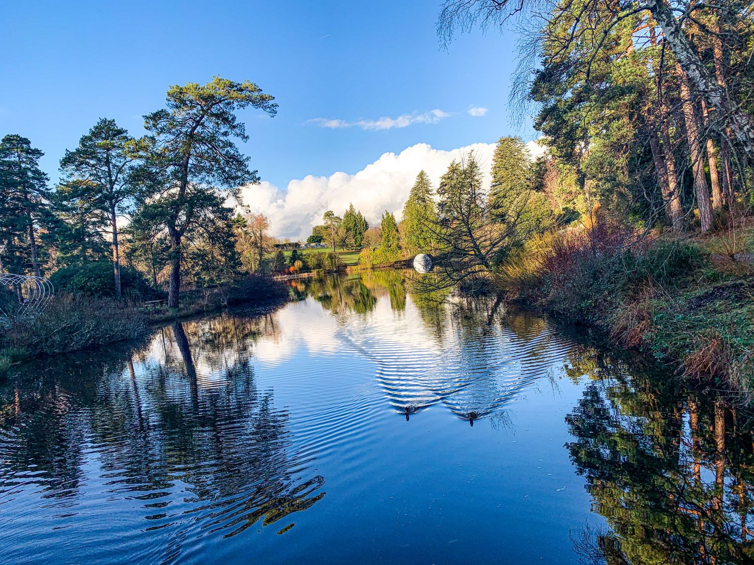 Tranquil lake panorama with tall pine trees reflecting on calm blue water.