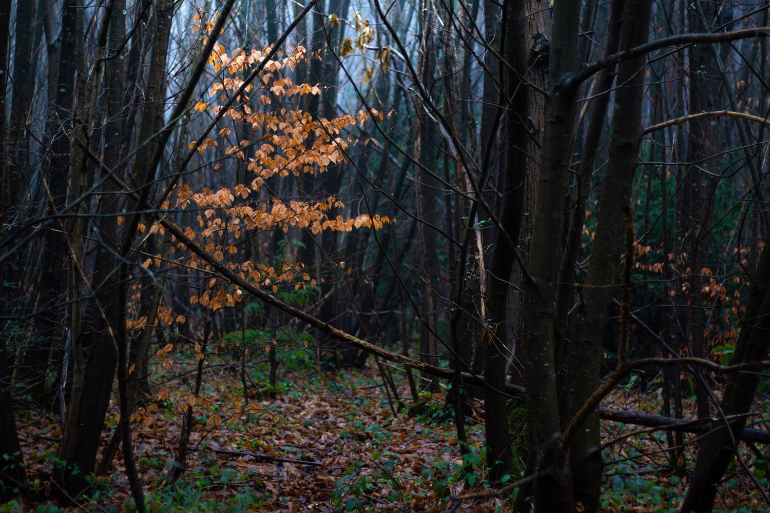Dark forest scene with bare trees and remaining autumn leaves in moody lighting.