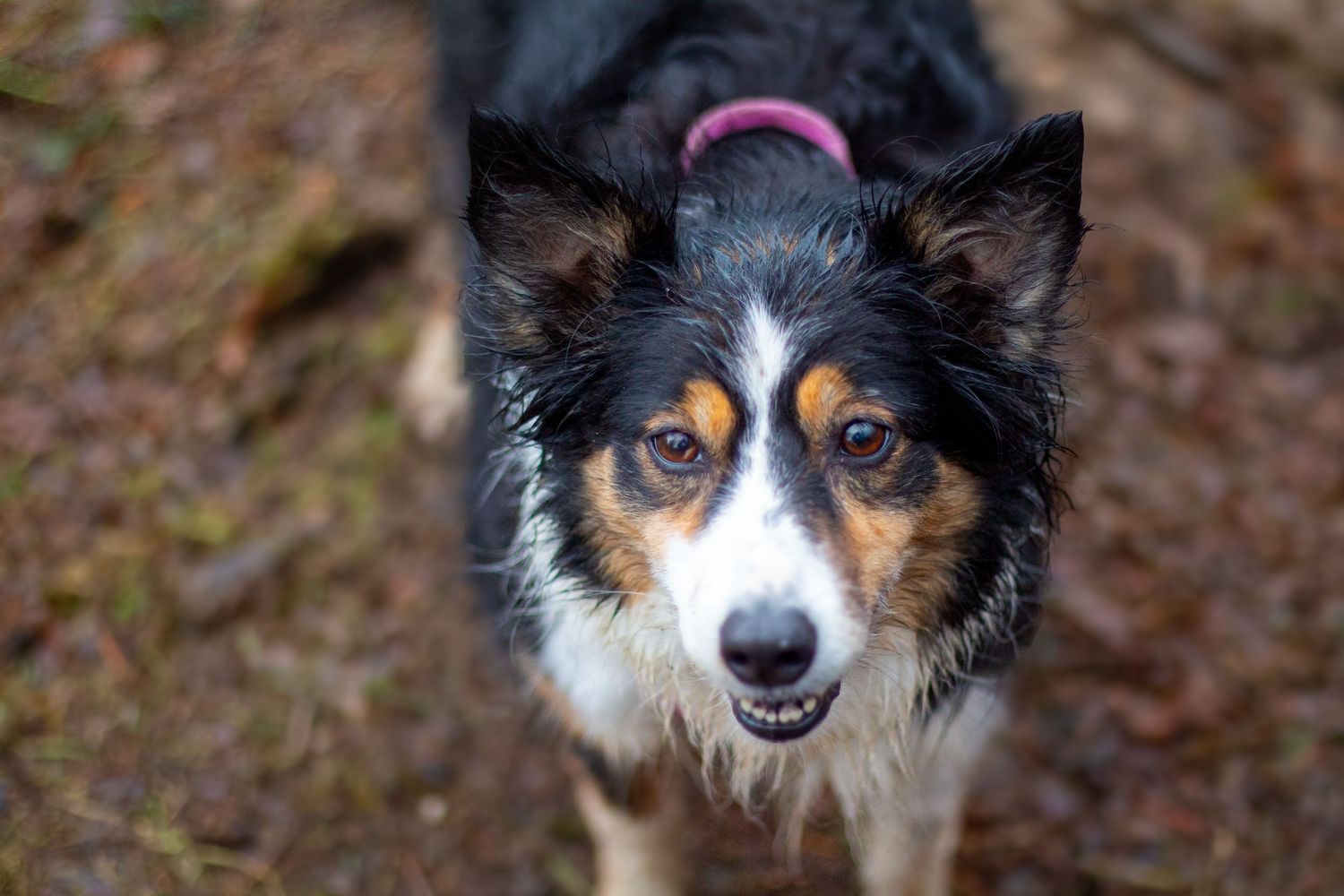 Close-up portrait of an Australian Shepherd dog with distinctive tri-colored fur and alert expression.