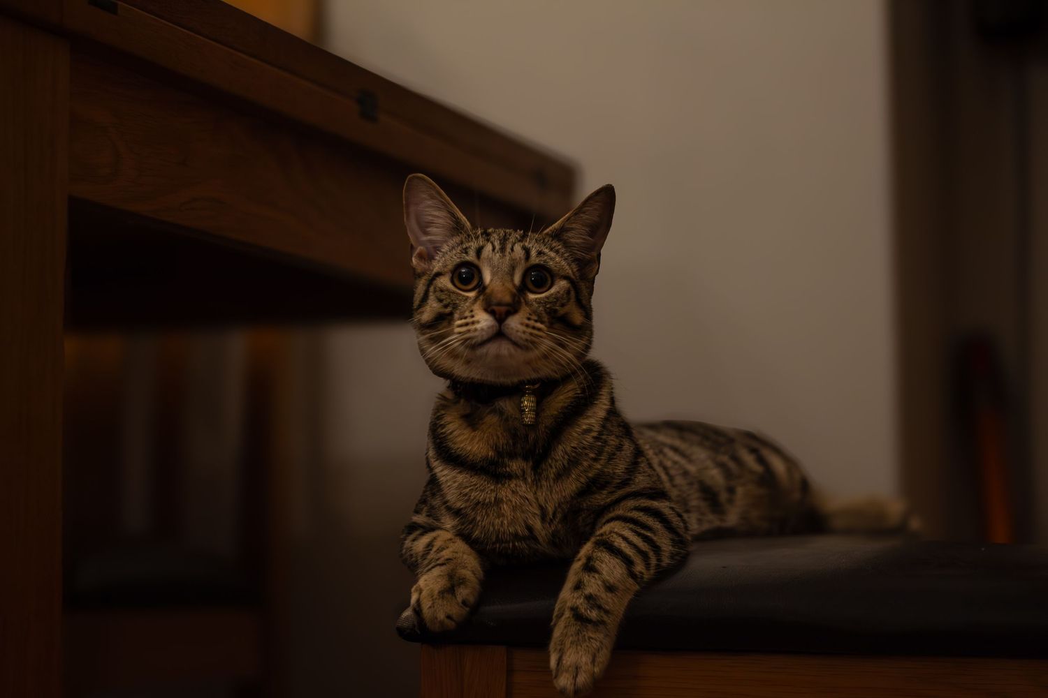 Curious tabby cat looking up while resting in a cozy indoor setting.