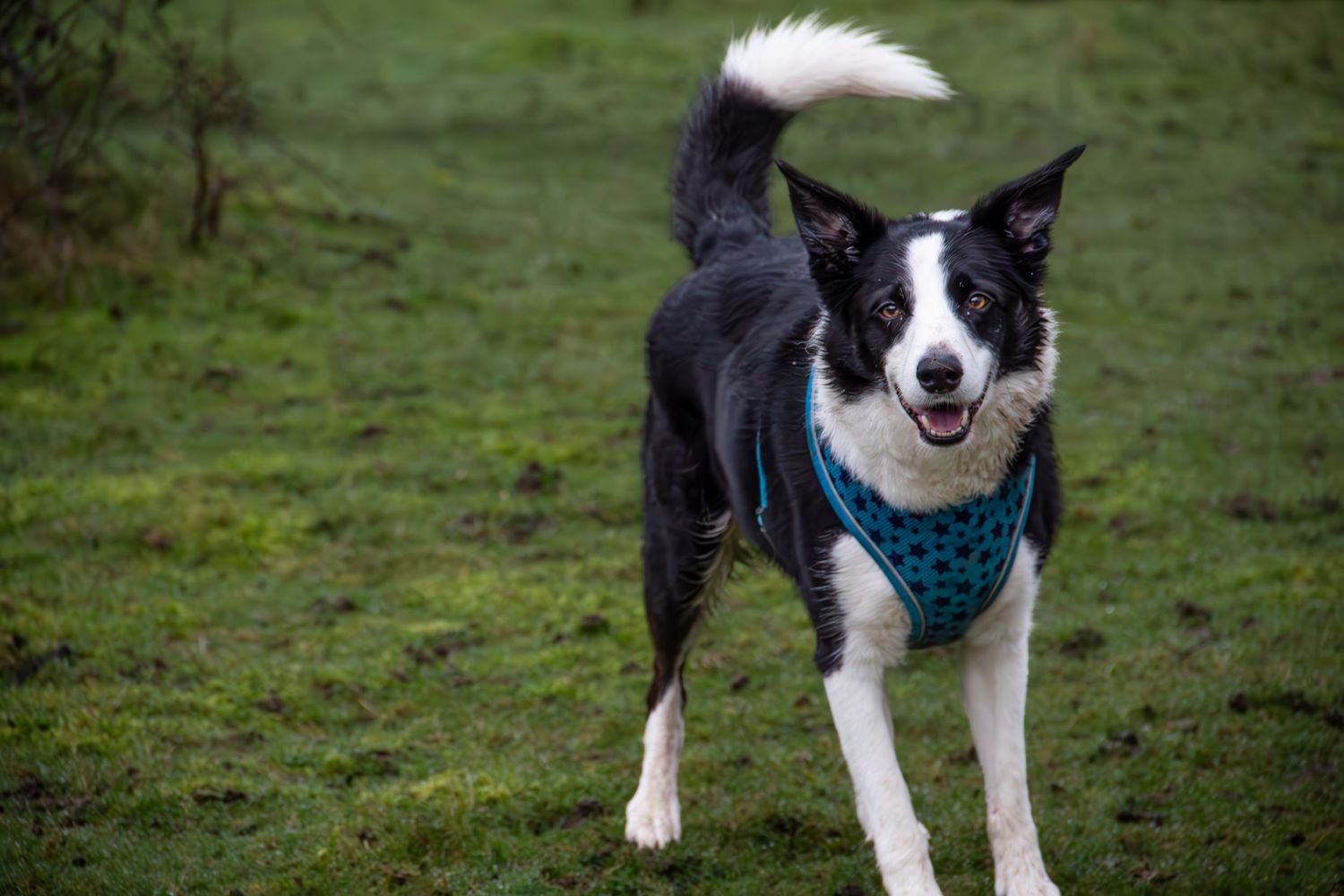 Border collie dog wearing a blue bandana stands on grassy hillside trail with happy expression.