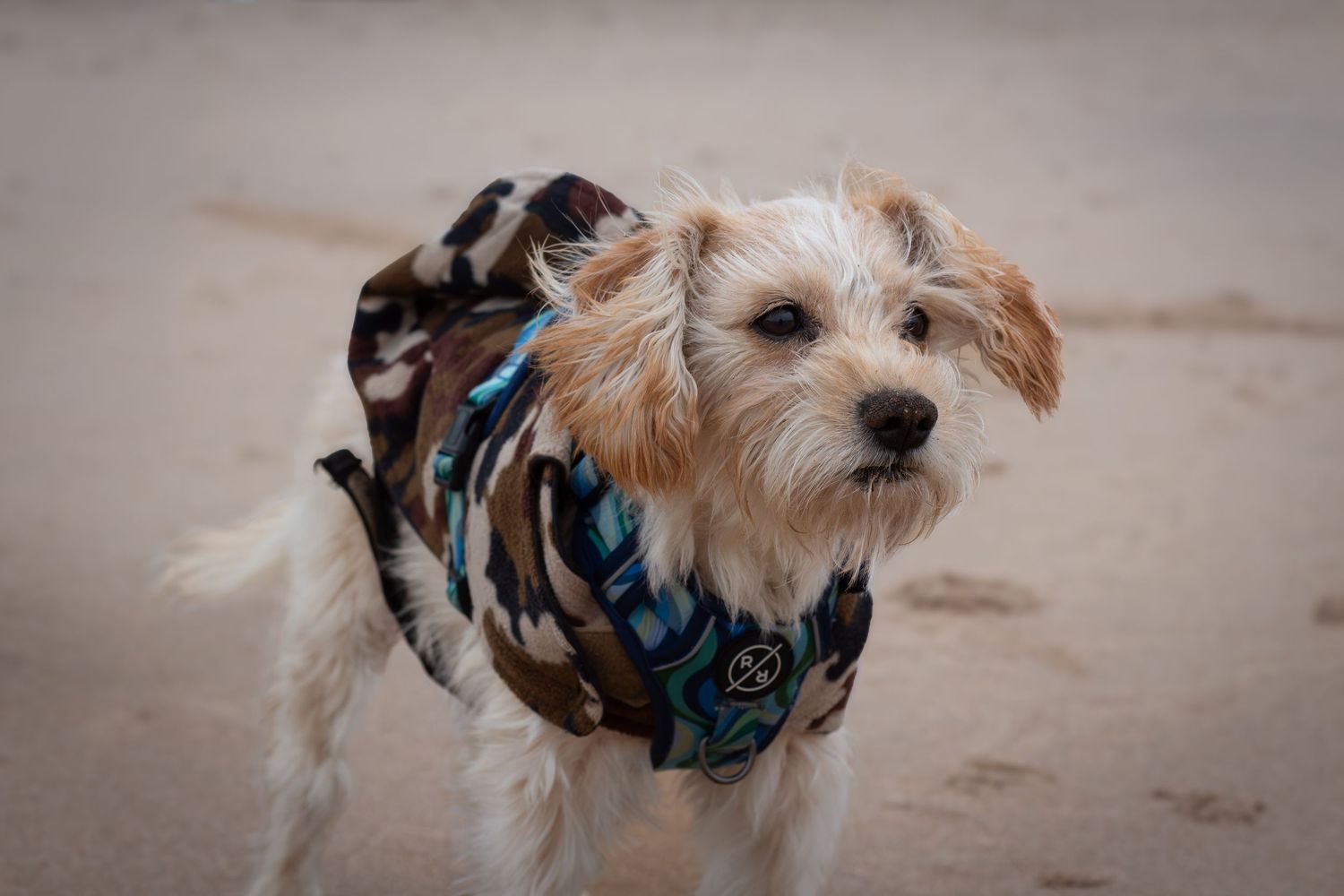 Several dogs wearing harnesses walking together on a cloudy day.