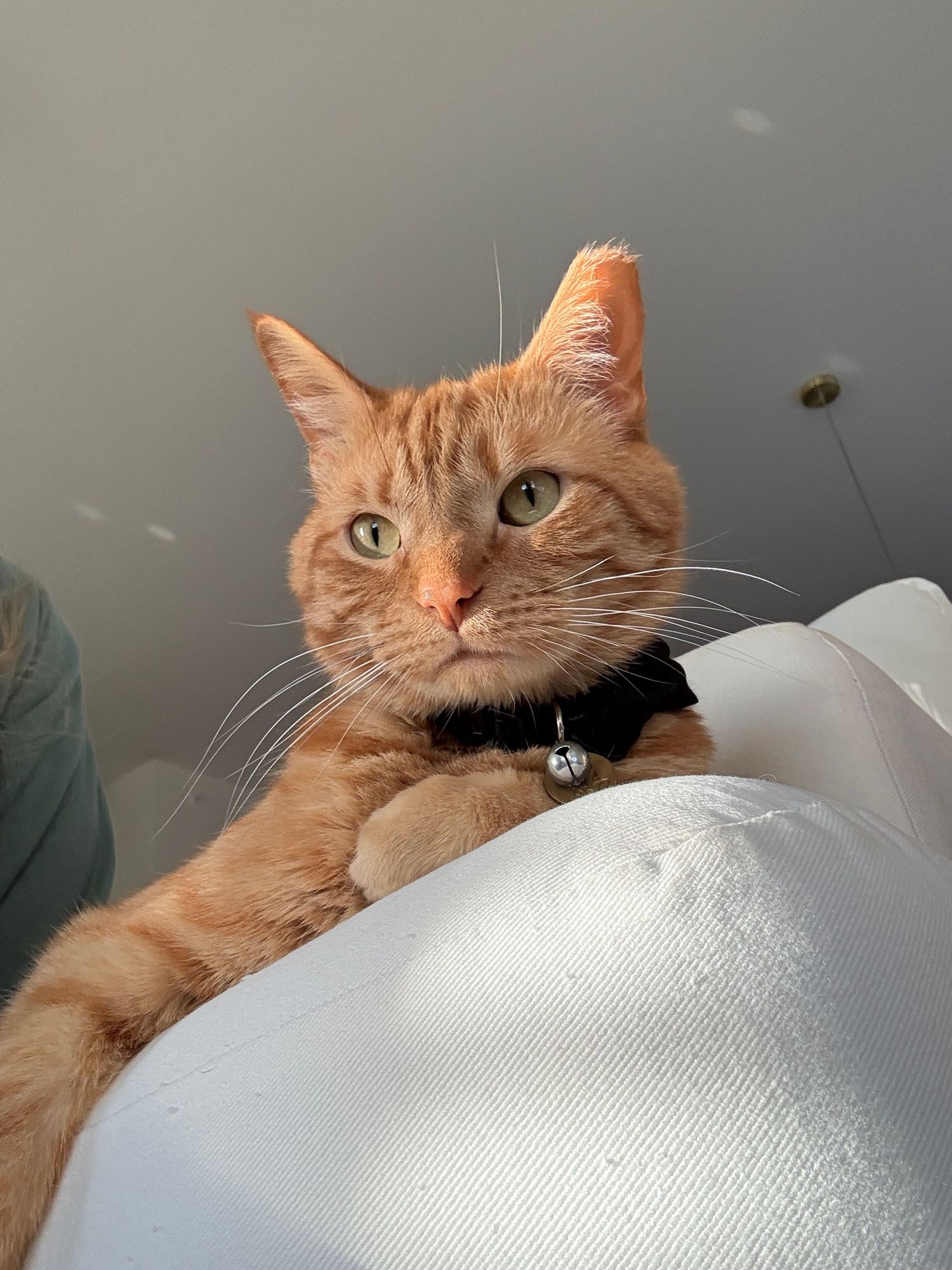Adorable orange tabby cat with black collar resting on a white cushion indoors Indianapolis senior photographer Regan Nichalson Creative