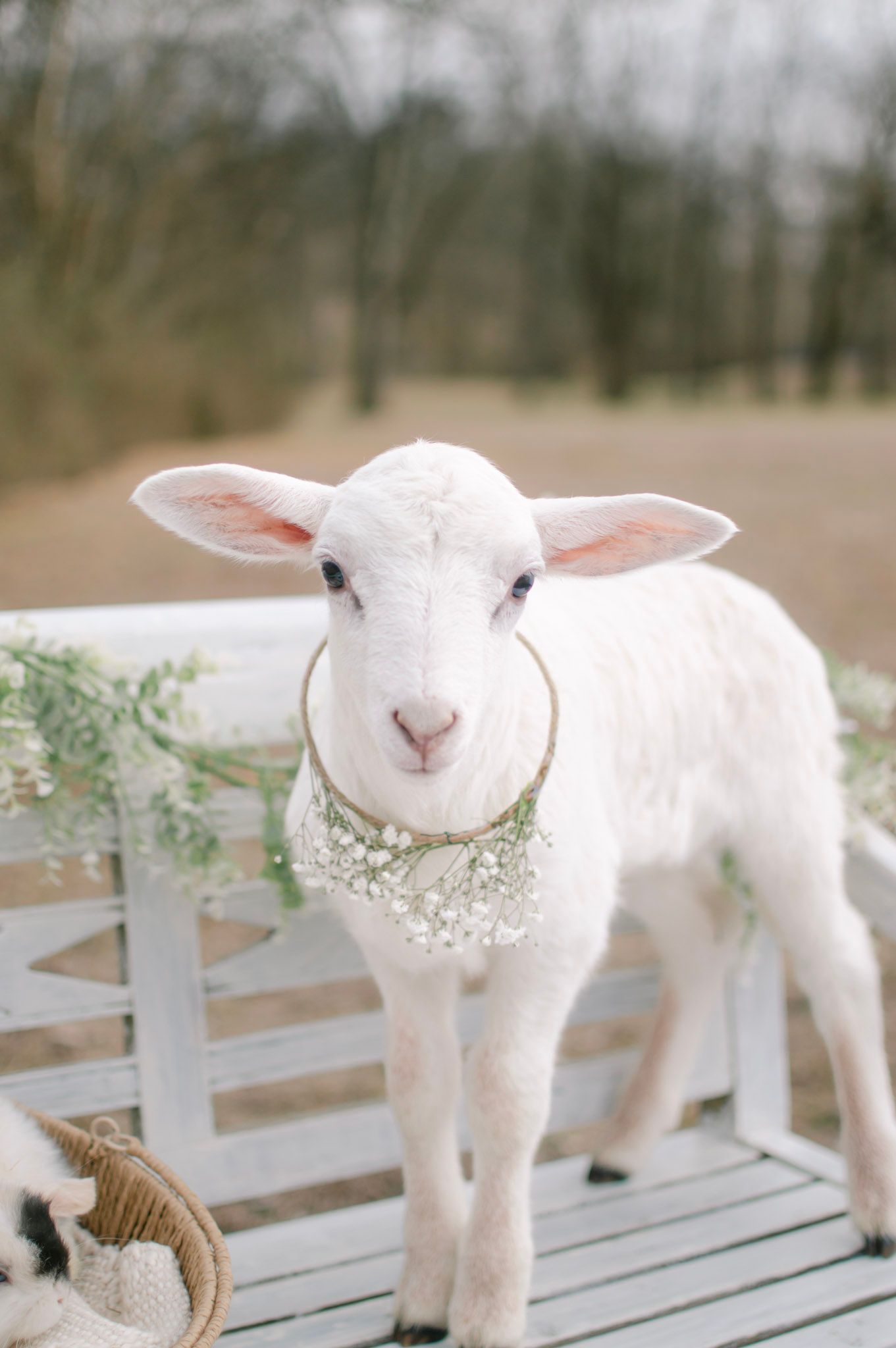 Bunny & Lamb Easter Spring Vintage Cottage Core Luxury Boutique Baby Toddler Family Moms Style Photography Tips florals white bench crown