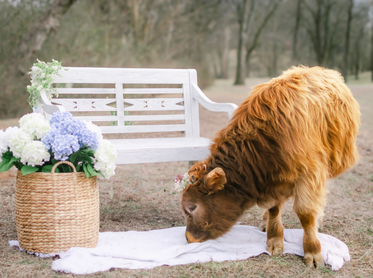 Mini Highland Cow Timeless Easter Spring Mother Photos Child Siblings Family Moms Baby Toddler white cottage bench florals vintage crown