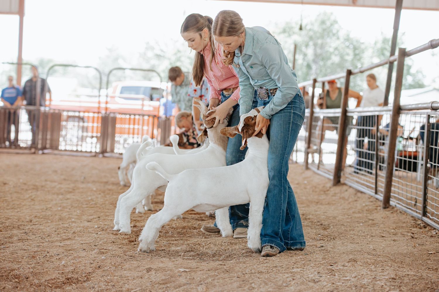 Livestock show participants leading white goats in a competition ring in Kimball Nebraska
