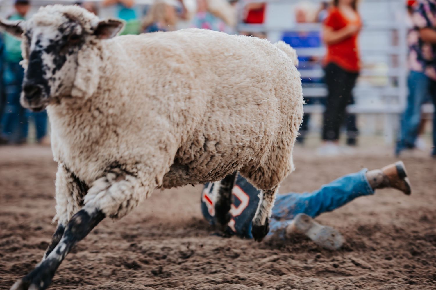 Mutton busting event at rodeo with sheep running through dusty arena in Kimball Nebraska