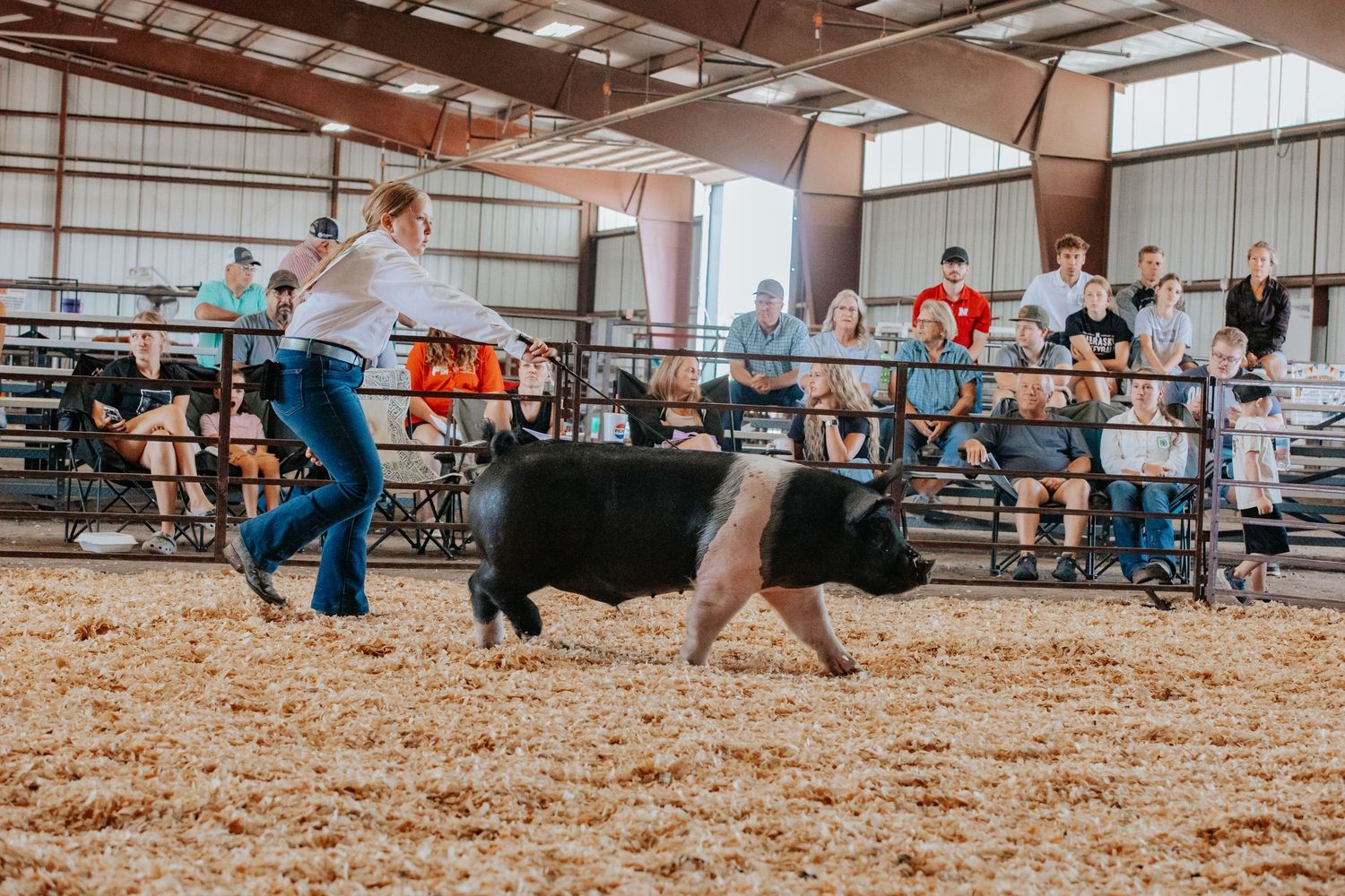 A young exhibitor shows a black pig at an indoor livestock competition with spectators watching from the stands.