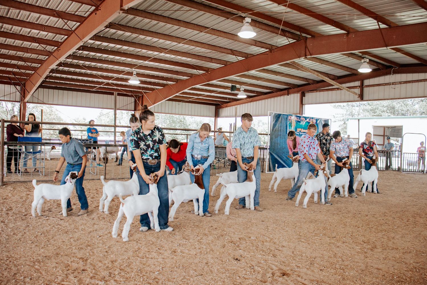 Wide shot of livestock show arena with handlers and animals in formation in Kimball Nebraska.