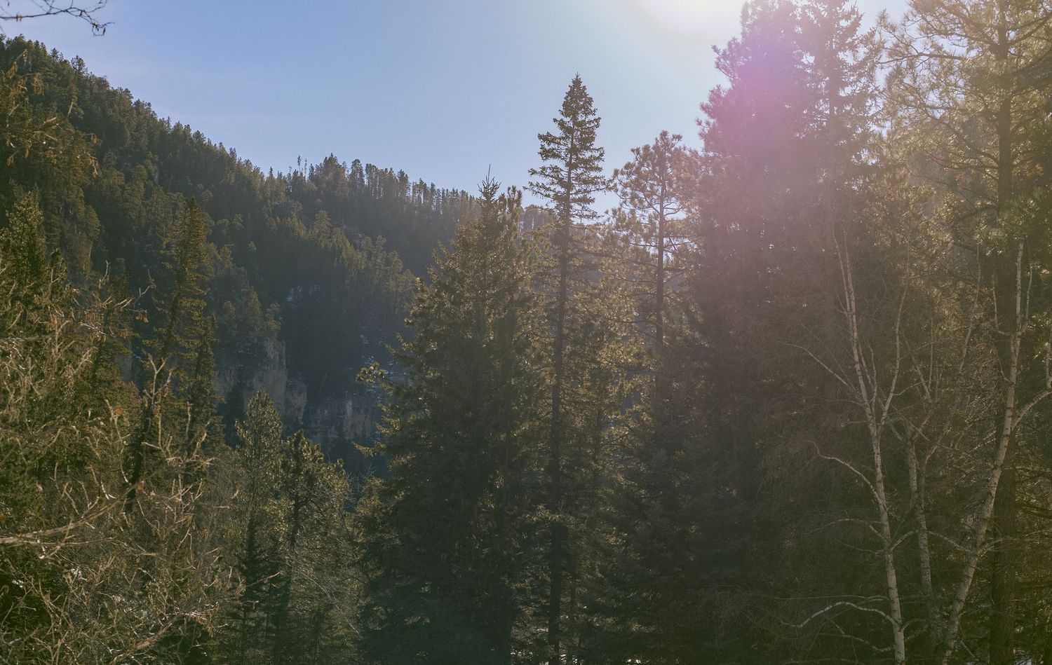 Panoramic view of a misty forest landscape with evergreen trees and sunlight filtering through the branches in Spearfish SD Canyon.