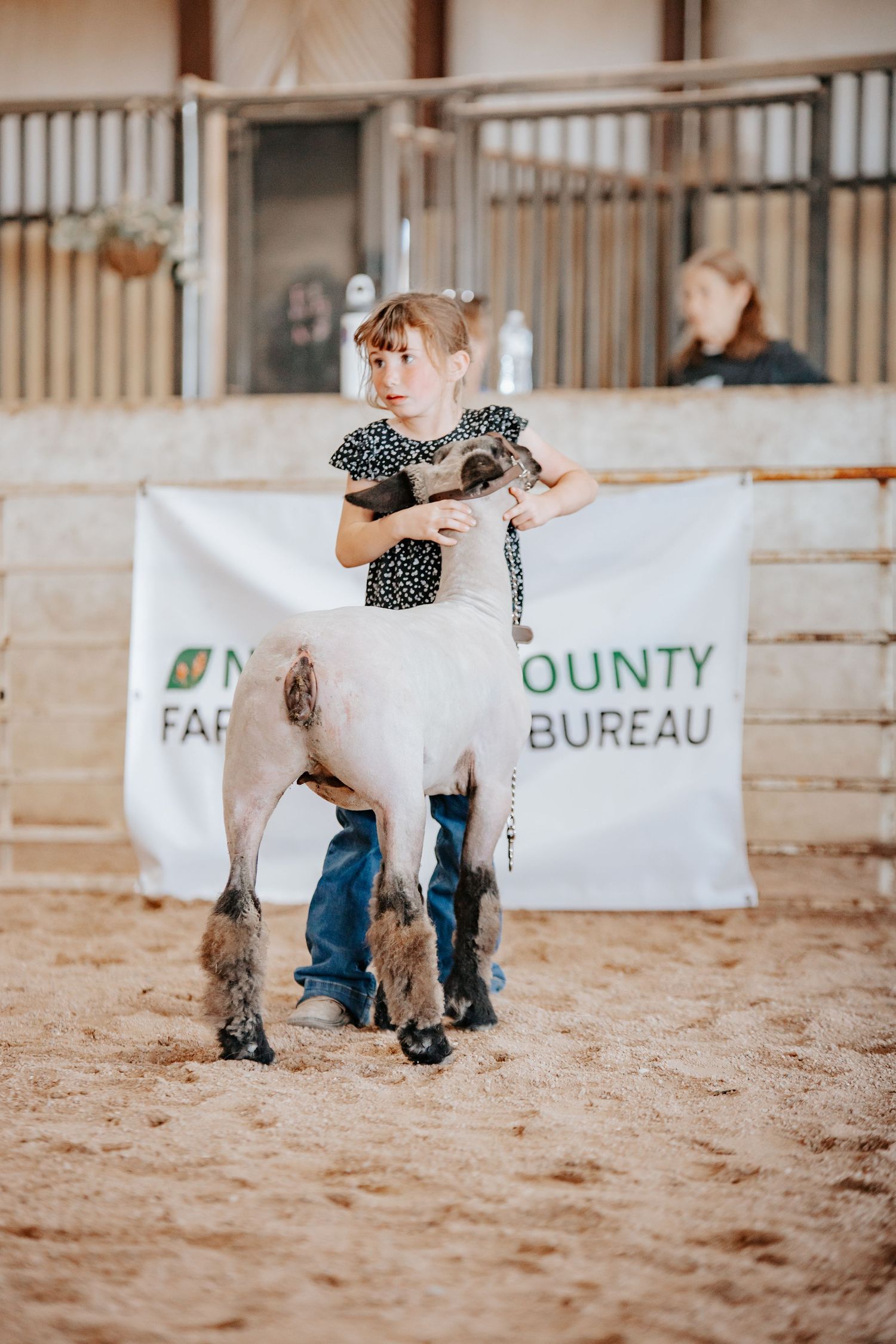 Young exhibitor shows a small white lamb at a county fair livestock competition in a sandy arena.