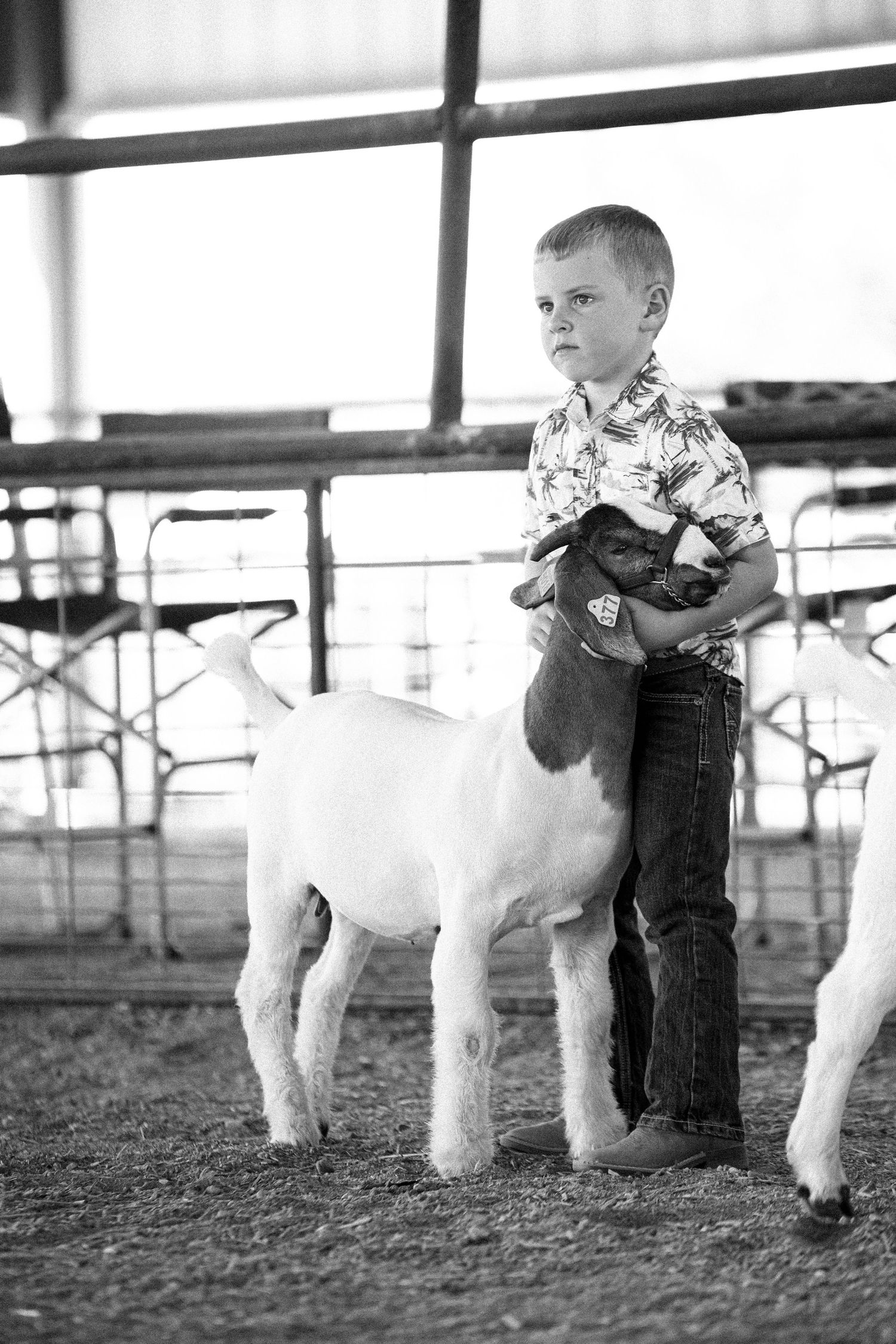 Black and white image of show goats being exhibited in an indoor arena in Kimball Nebraska.
