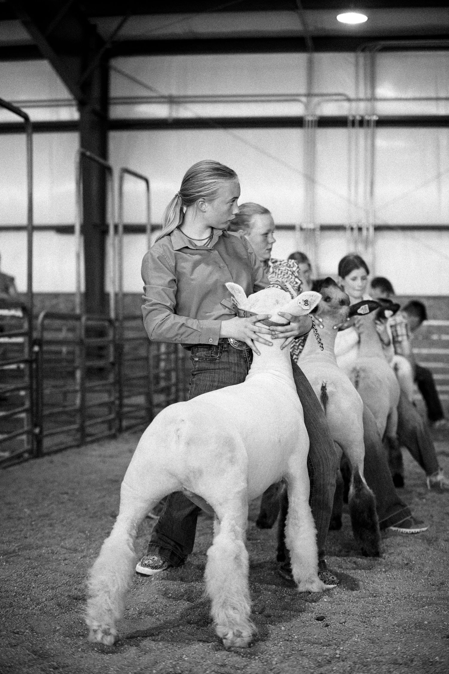 Black and white photo of sheep being shown in indoor arena during livestock competition in Kimball Nebraska.