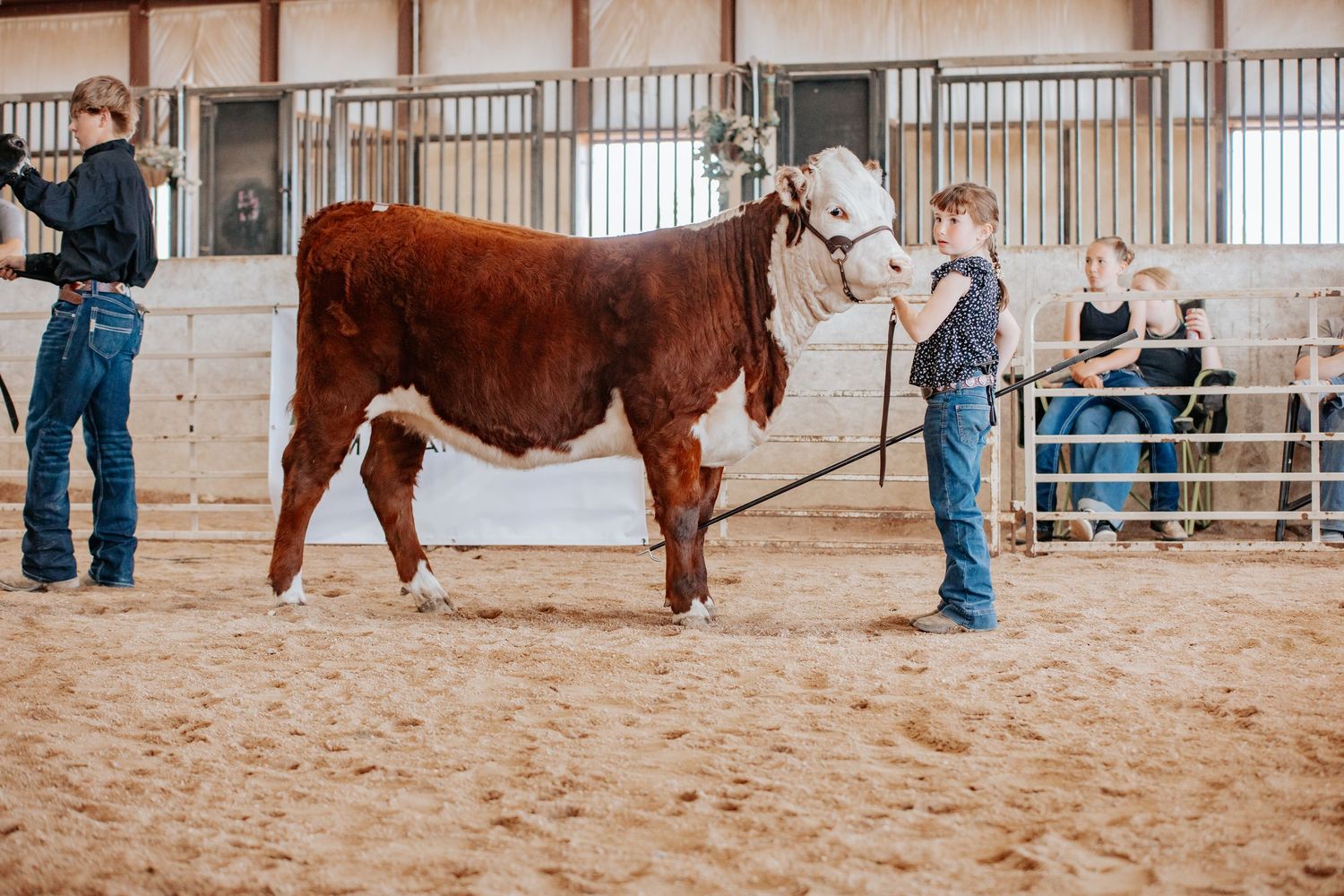 Show animals being led around an indoor arena with metal barriers and spectators in the background in Casper Wyoming at the Warmup Jackpot