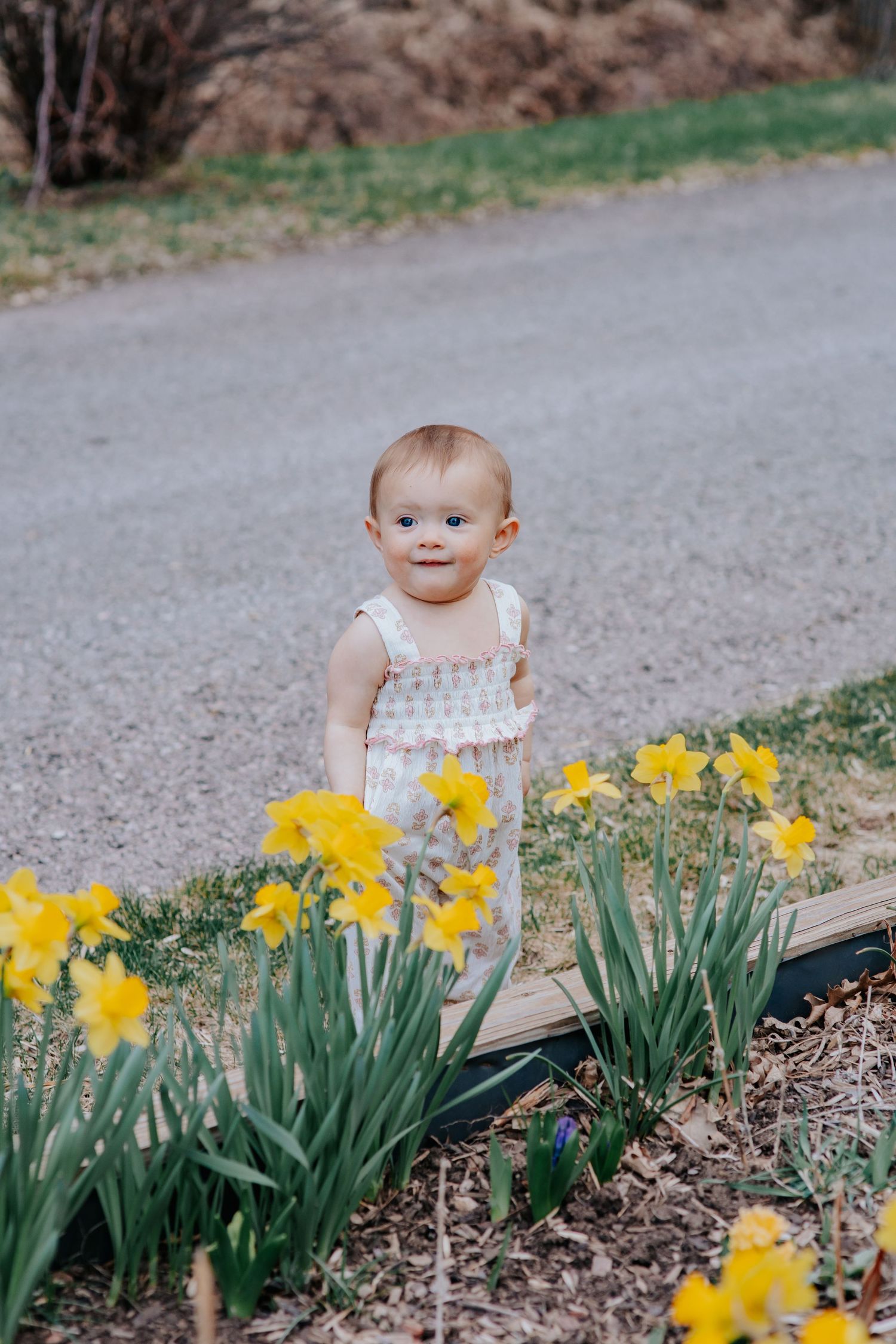 Cute baby girl in white romper standing among bright yellow daffodils in a spring garden border.