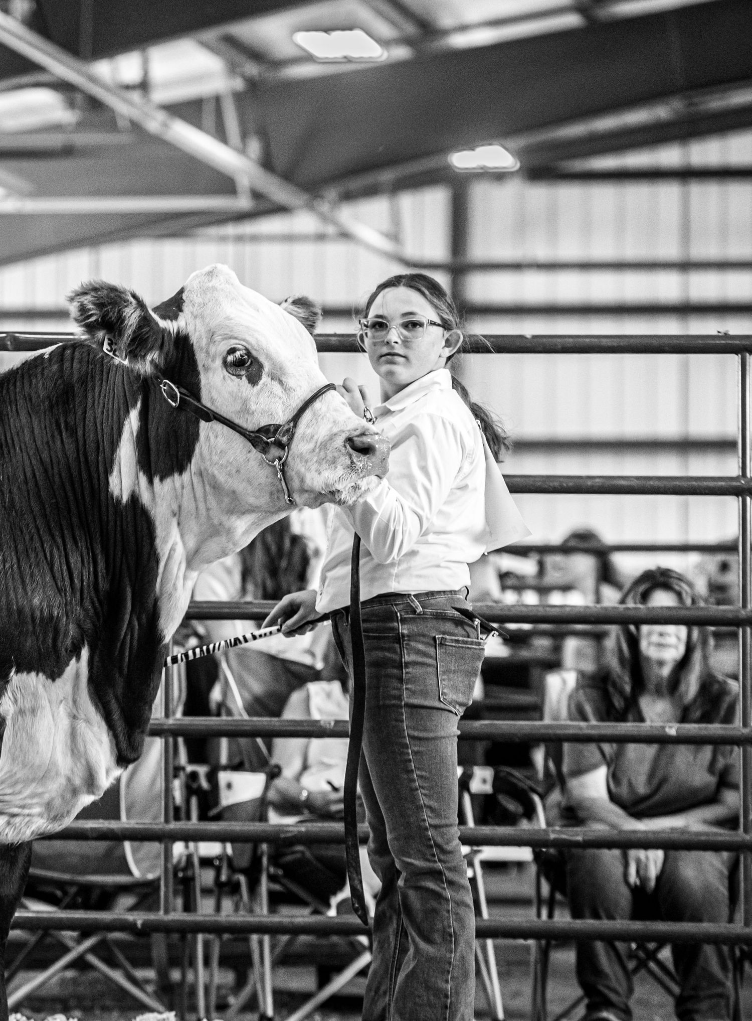 A series of black and white photos showing someone showing cattle at a livestock show in a arena setting.