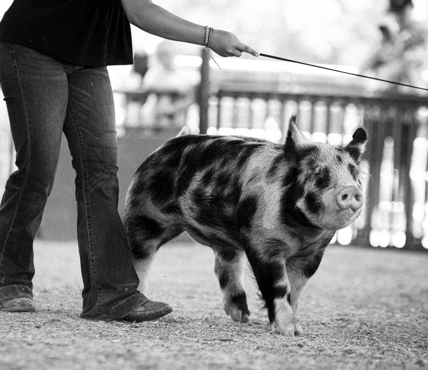 Swine show in Kimball Nebraska.