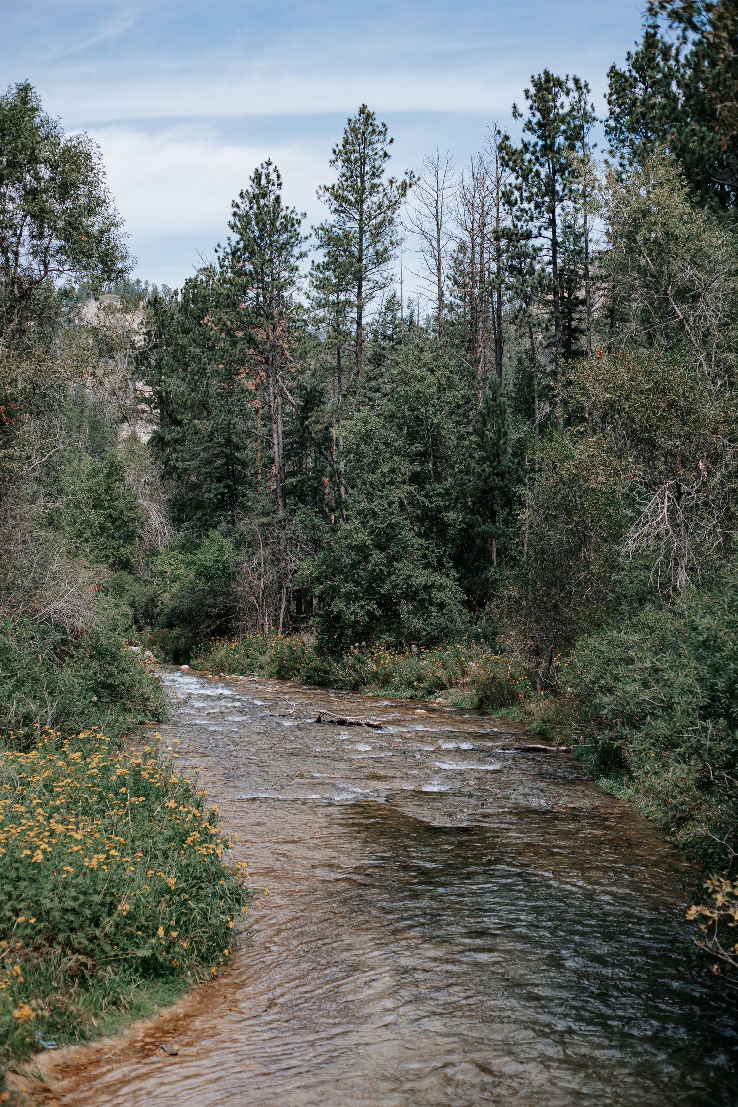 Scenic forest river landscape with evergreen trees and wildflowers along the rocky banks in Spearfish Canyon in Spearfish South Dakota.