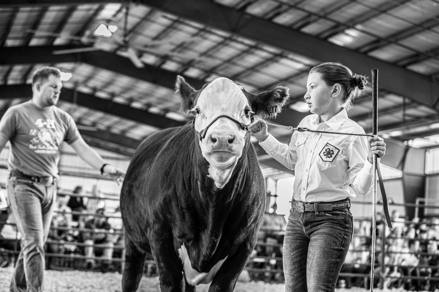 Indoor livestock show with handlers presenting animals in a covered arena space in Sidney Nebraska.