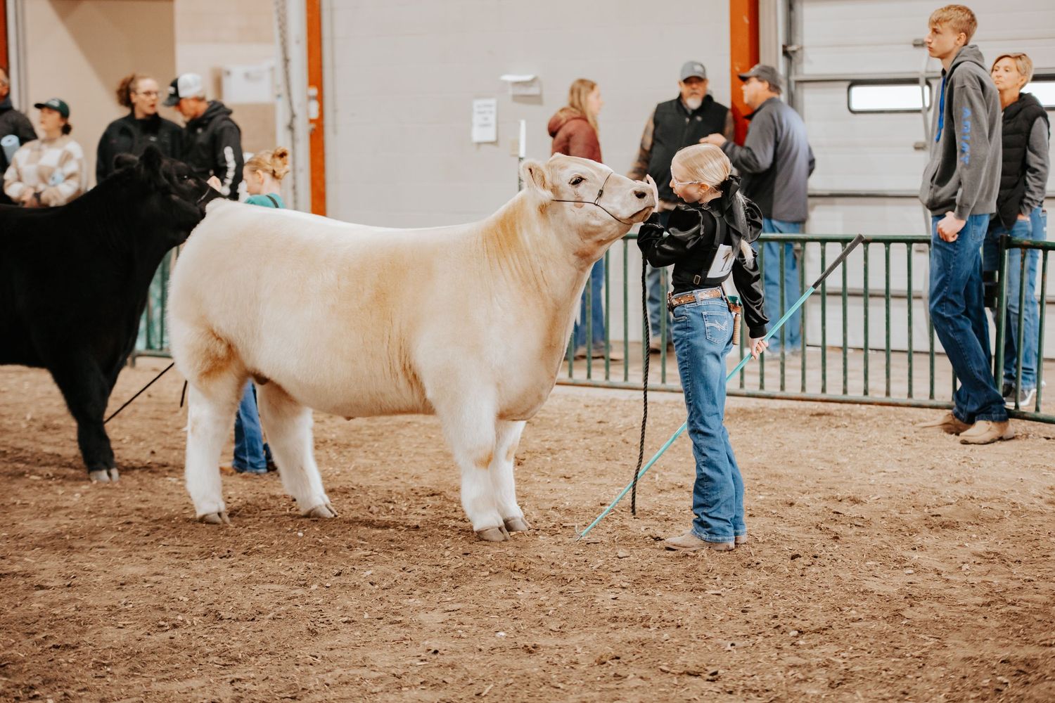 White show animals being exhibited in an indoor arena with handlers and spectators in the 18th Mid Nebraska Beef show in Kearney Nebraska