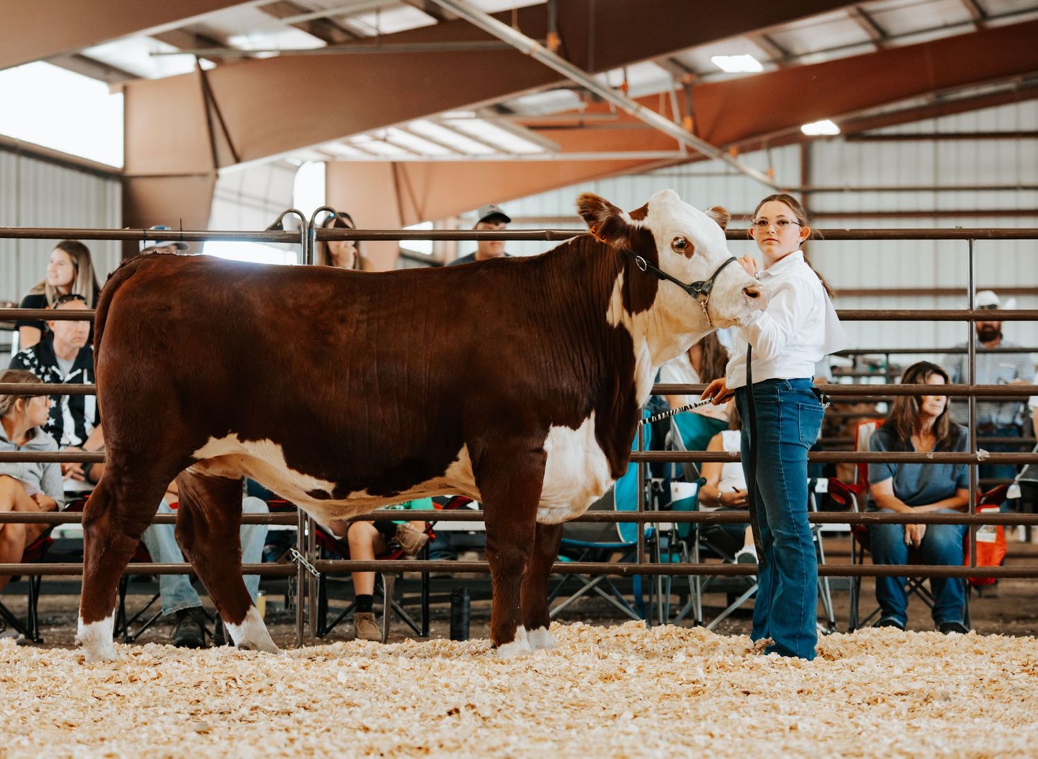 A brown show cow stands in a livestock arena with handlers while being presented at an agricultural competition in Nebraska