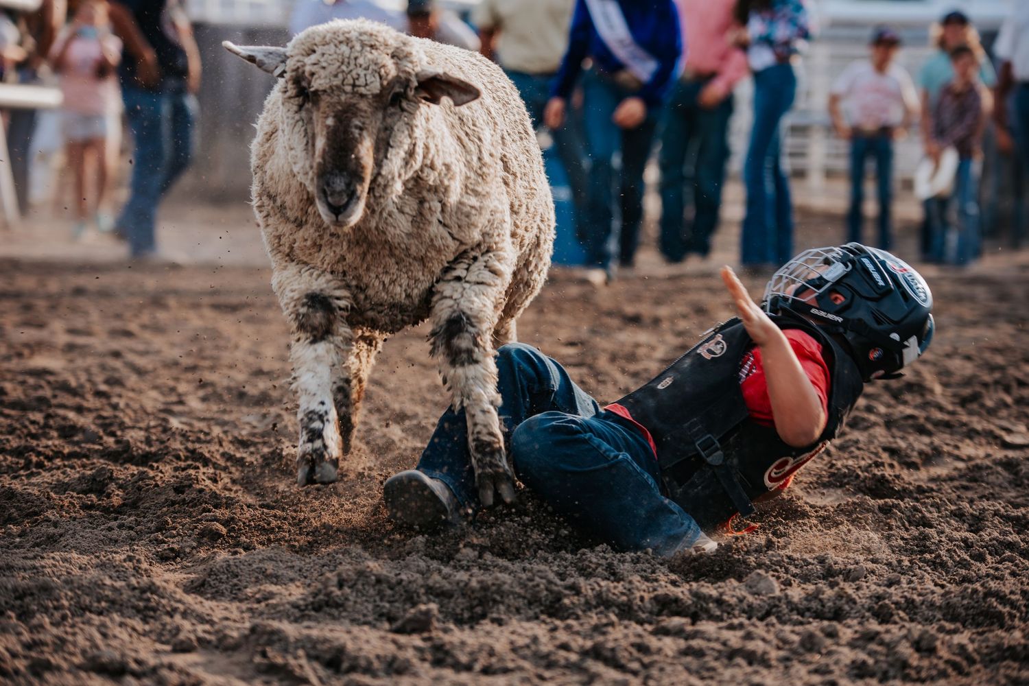 A young child in a helmet falls in the dirt after being bucked off a sheep during a mutton bustin rodeo event.