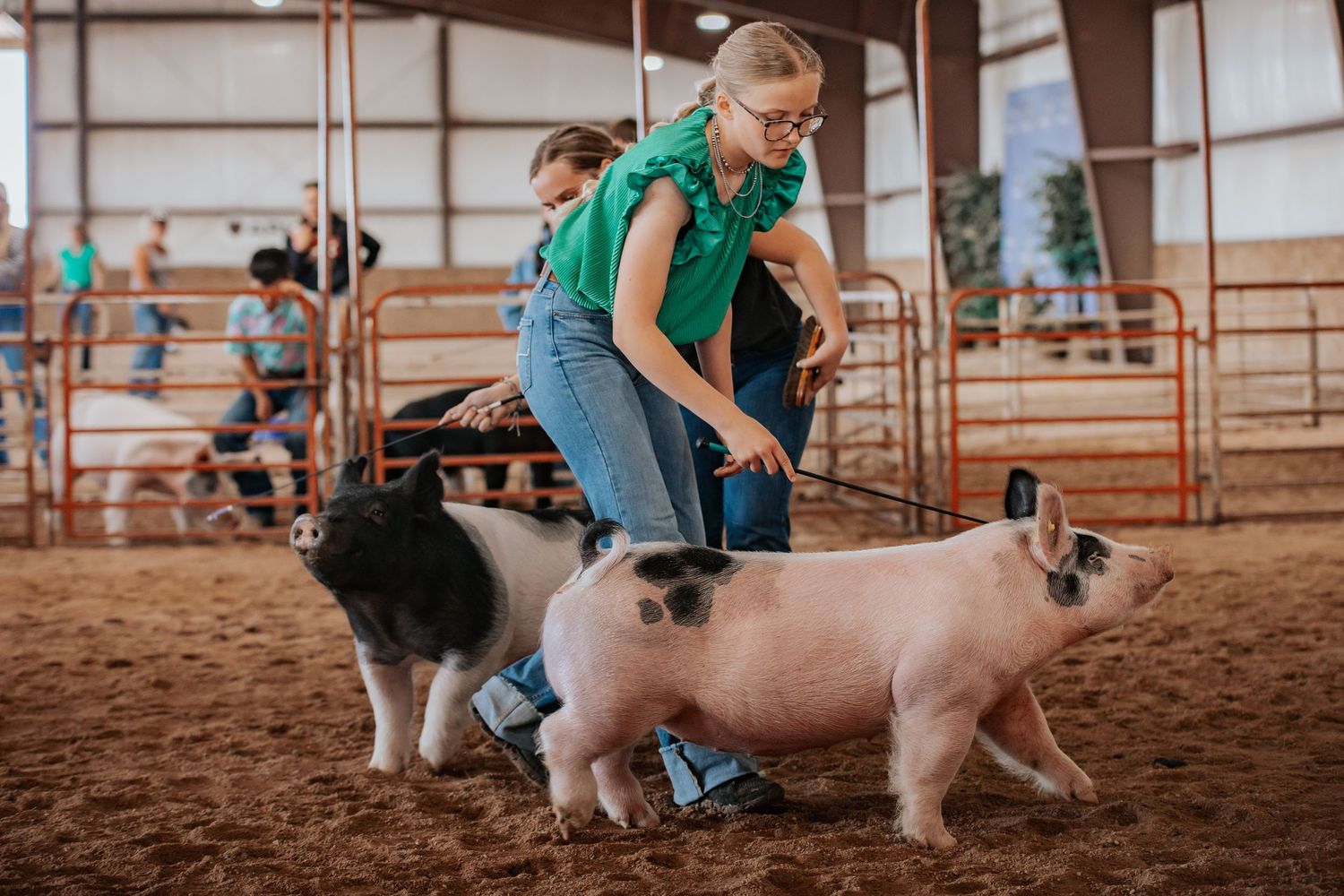western stock photography highlighting grit, land, and legacy during a swine show in Wyoming