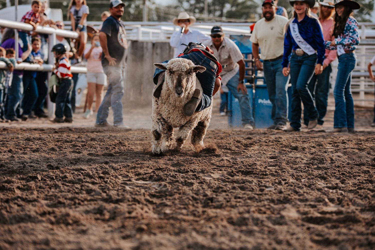 Crowd watches intense mutton bustin competition in a dirt arena in Kimball Nebraska