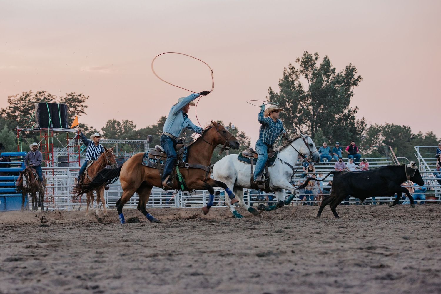 Team roping cowboys on horseback compete in a rodeo arena at dusk while chasing a steer in Wyoming
