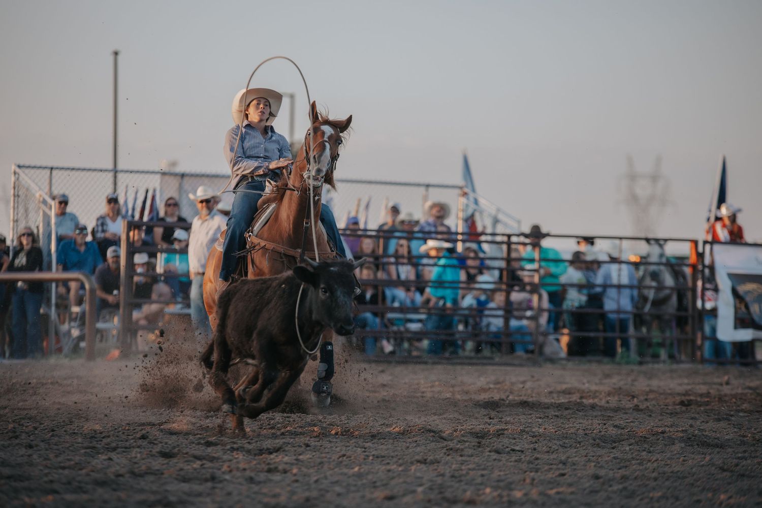 A rider competes in a rodeo event on horseback while spectators watch from bleachers at dusk in Cheyenne Wyoming at Hell on Wheels.