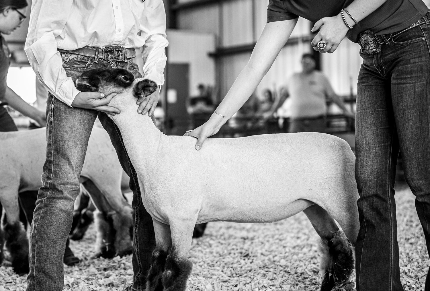 Black and white series showing livestock judging and handling at a county fair event.