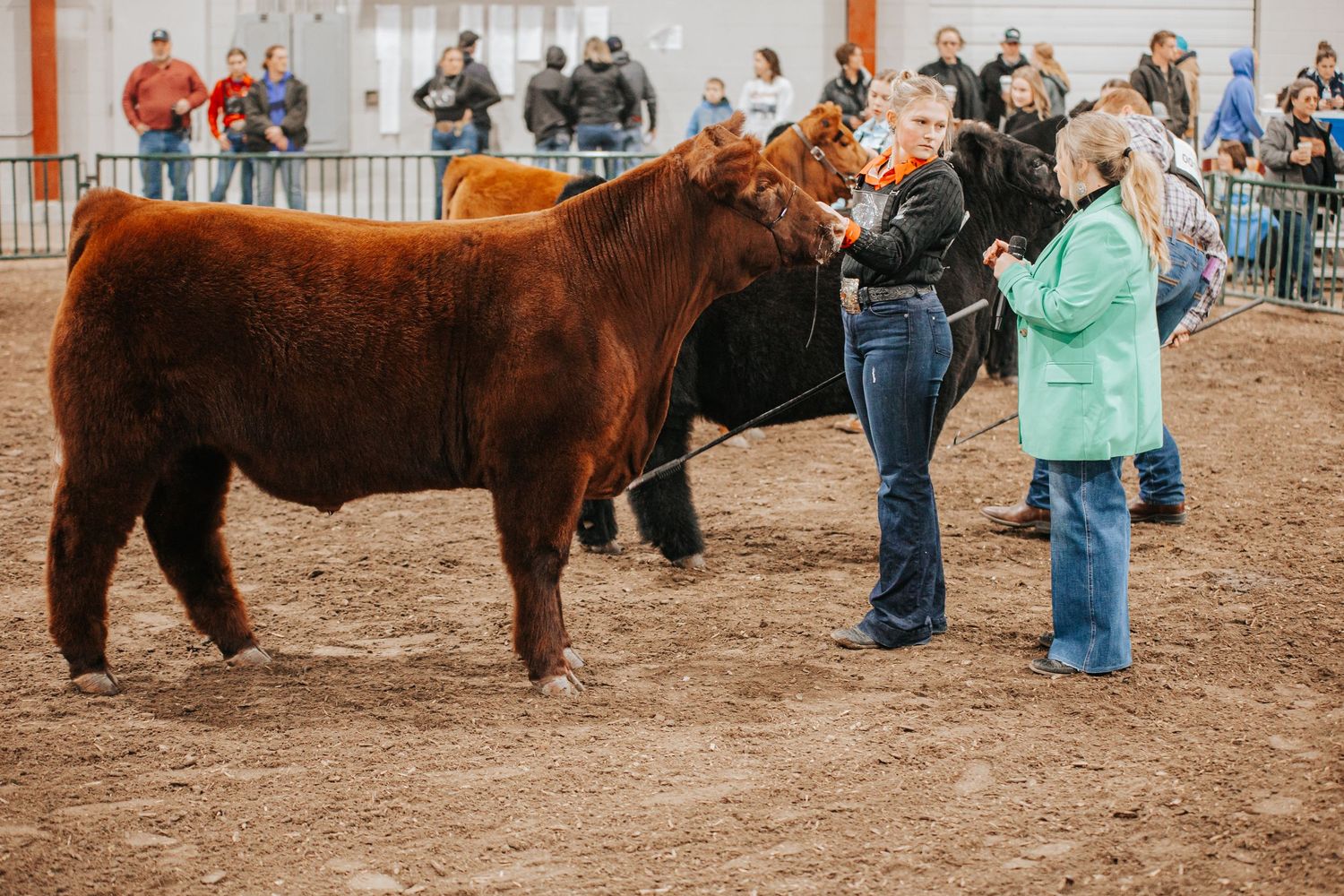 Brown cattle being shown and judged in indoor livestock arena in Kearney Nebraska.