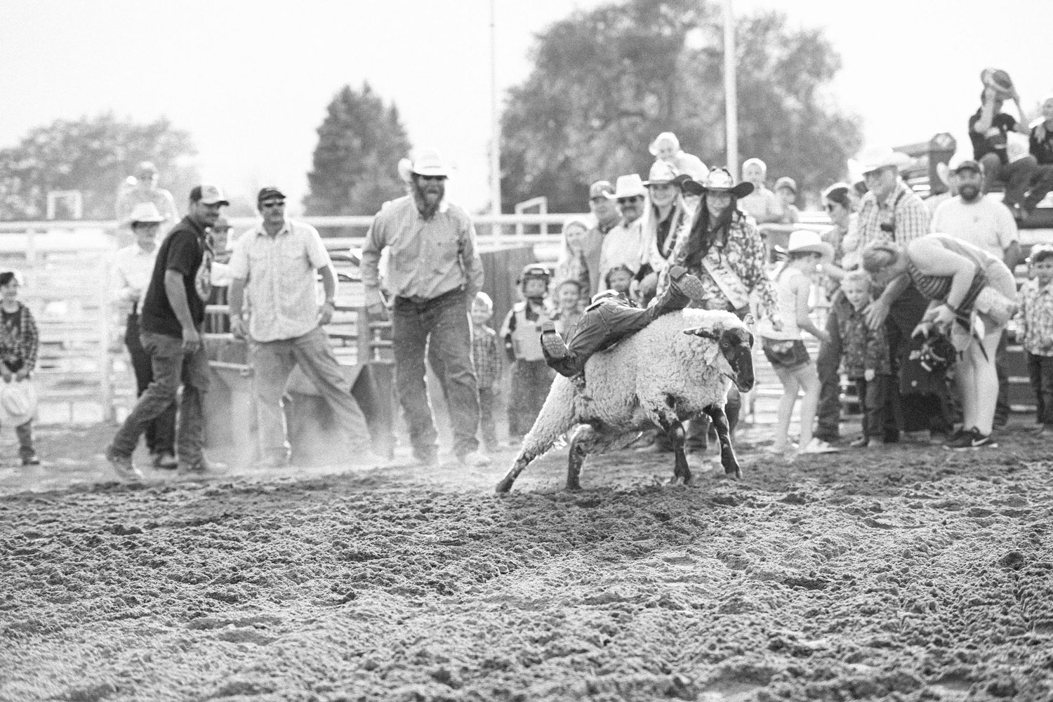Historical black and white photograph showing a crowd of mutton bustin at the Kimball County Fair.