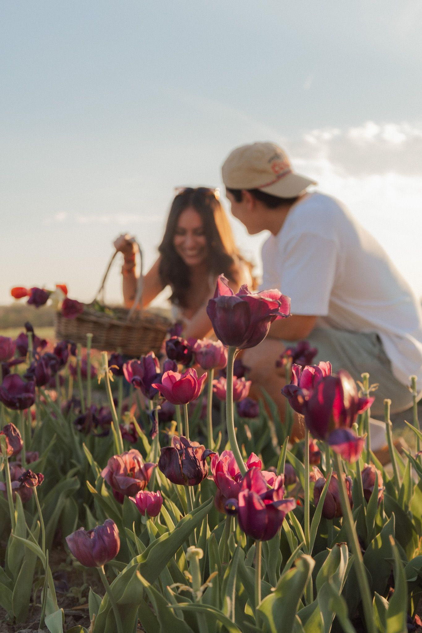 Couple picking purple tulips in a blooming flower field at golden hour with a wicker basket.