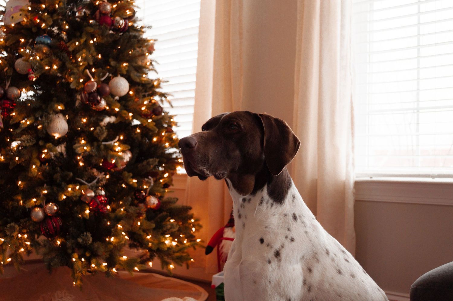 A German Shorthaired Pointer dog sitting beside a decorated Christmas tree with lights and ornaments indoors.