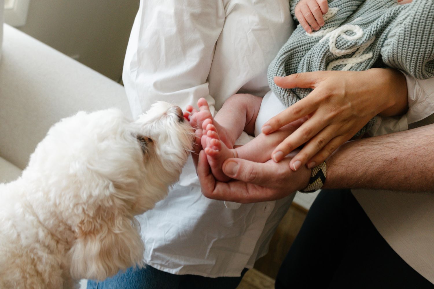 White fluffy dog sniffing newborn baby's feet held by parents in a tender family moment. Lifestyle newborn session in home.
