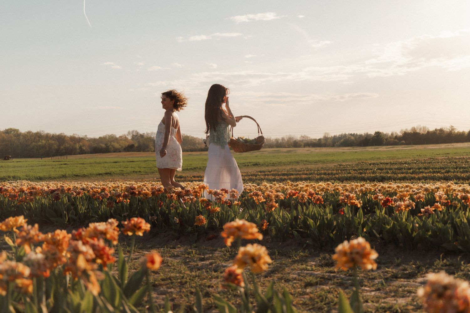 Two women walk through a vibrant tulip field at golden hour, one carrying a wicker basket at Nokesville Burnside farms in virginia.