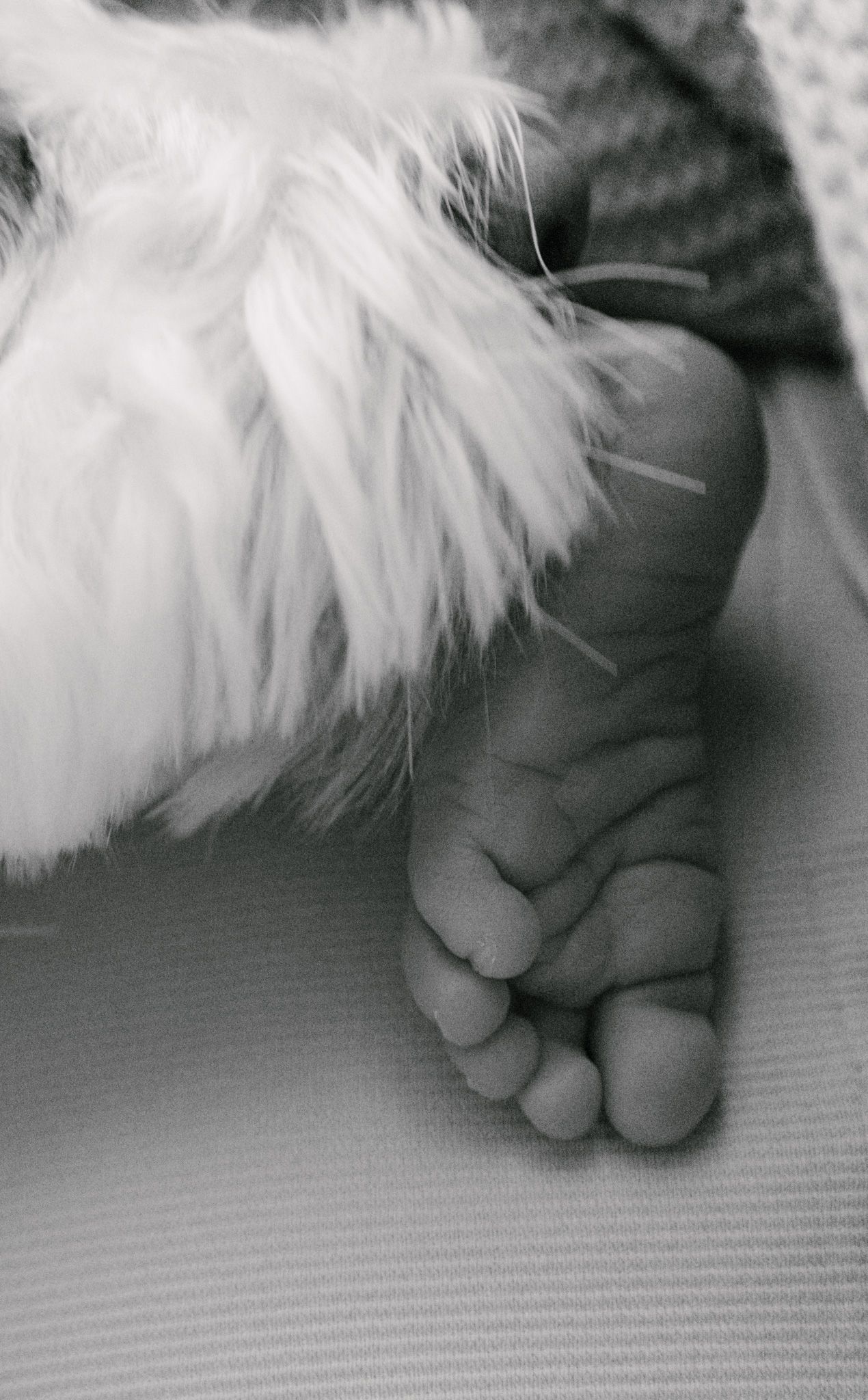 Black and white close-up photo of a newborn baby's tiny foot next to soft white fluffy fabric.