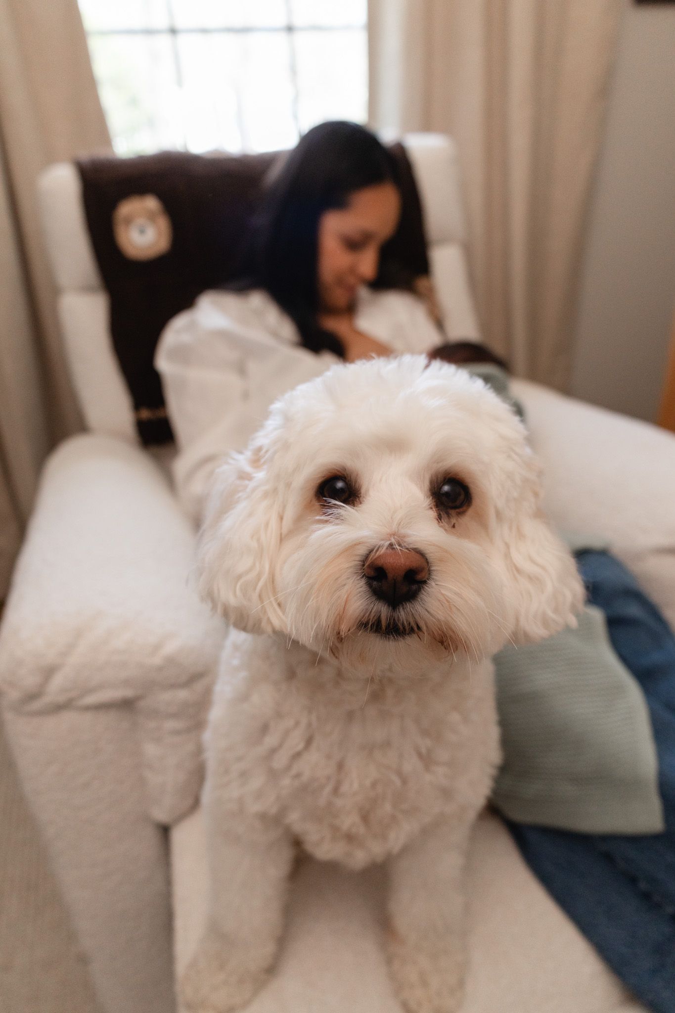 Fluffy white Bichon Frise dog sitting on a cream armchair with a dark-haired woman relaxing in the background.