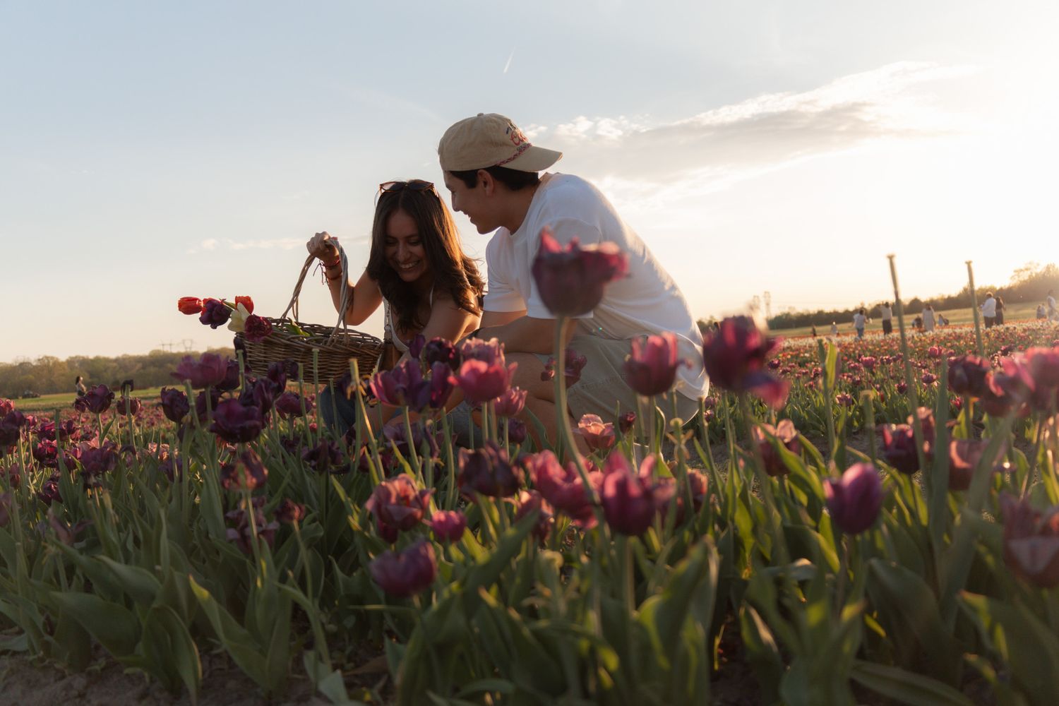 Couple picking purple tulips in a blooming field at sunset, with a wicker basket, romantic outdoor photography.