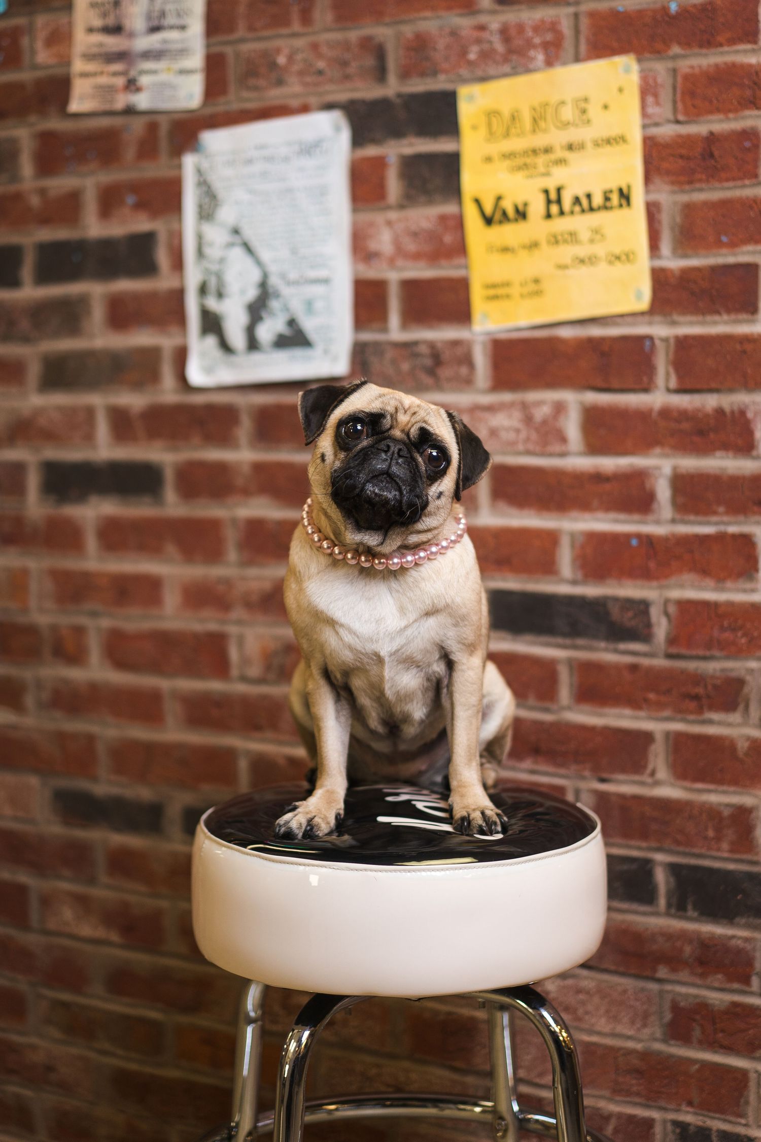 Pug dog sitting on white stool against brick wall with vintage music posters.