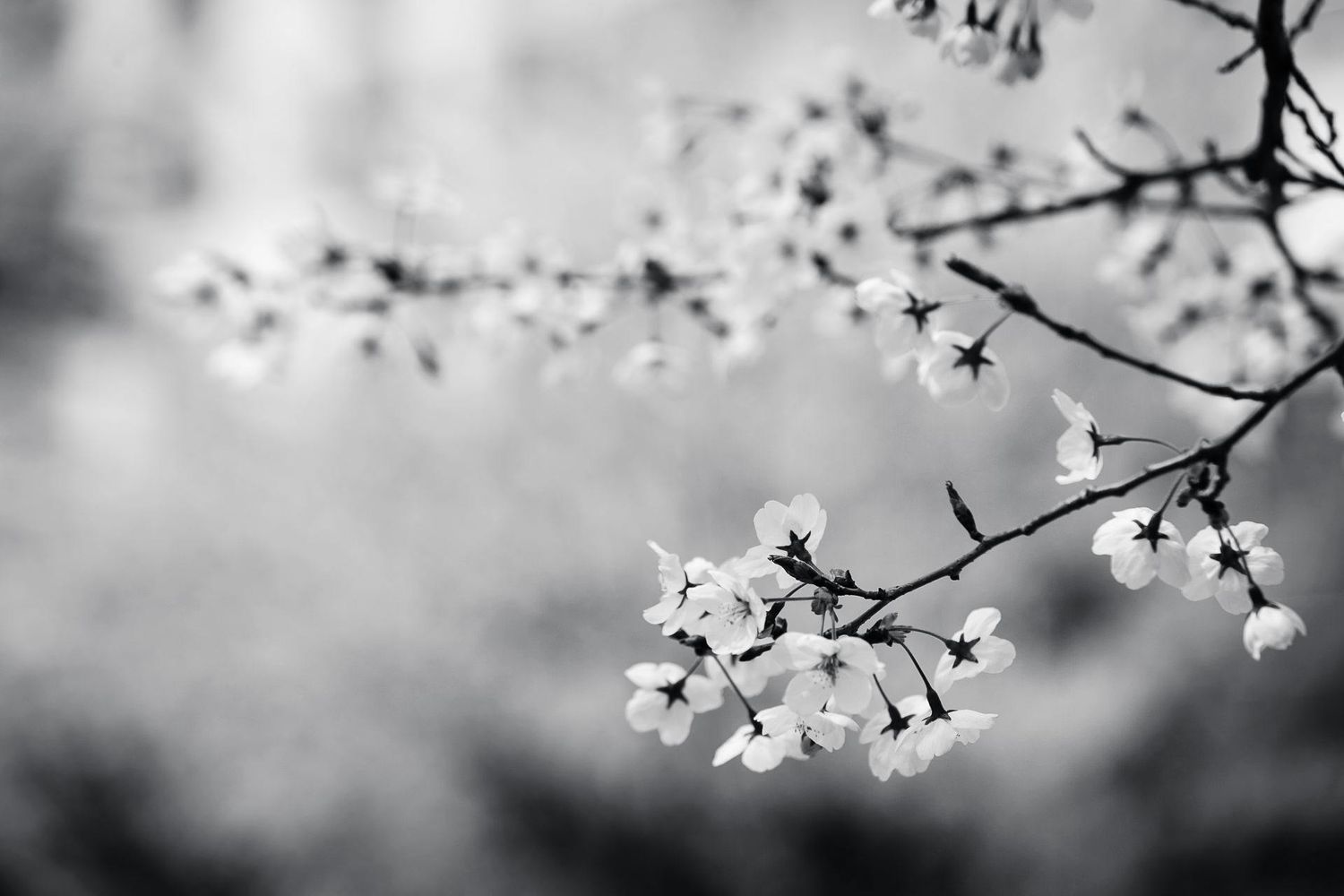 Black and white close-up of delicate cherry blossom flowers blooming on tree branches with soft bokeh background.