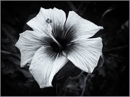 Black and white macro photo of a hibiscus flower with dramatic dark center and delicate white petals.