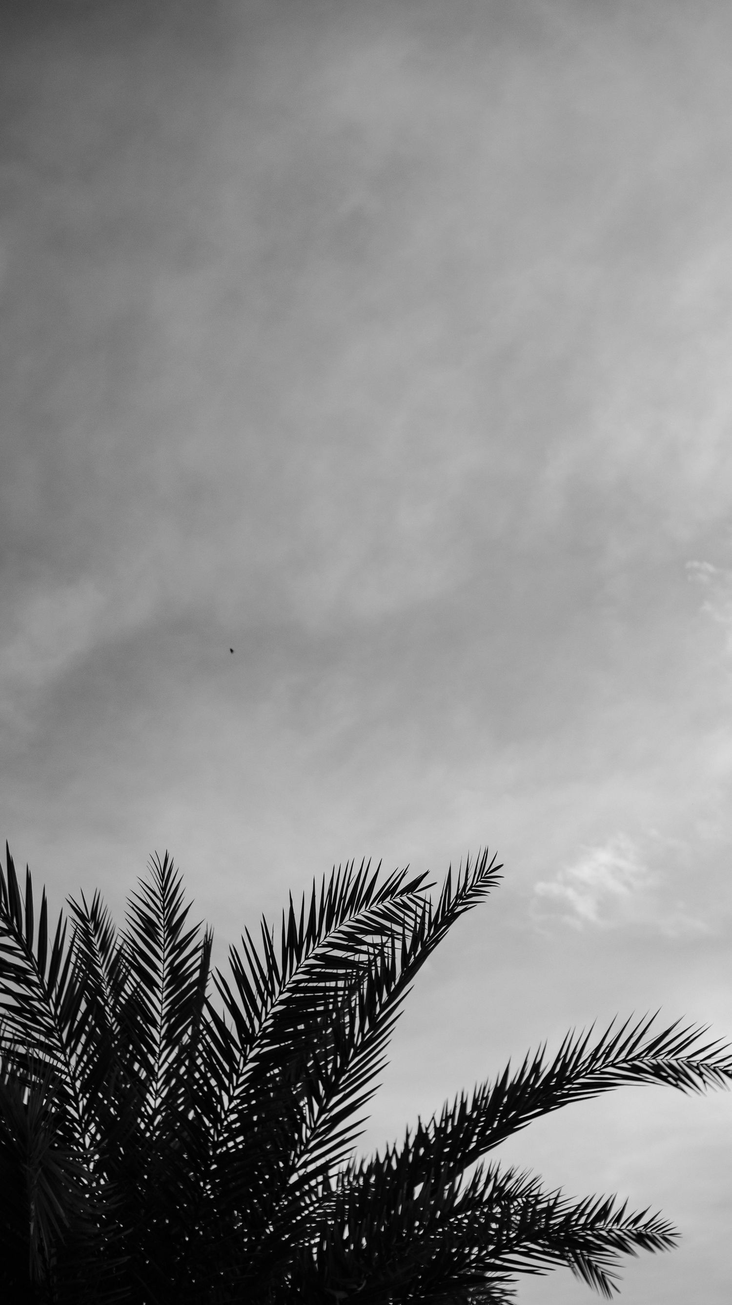 Black and white photo of palm tree silhouette against dramatic cloudy sky with tiny bird visible in distance.